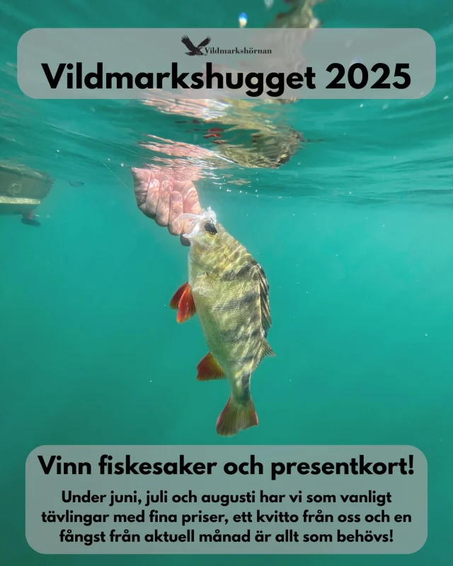 Nu är det dags igen! Precis som tidigare år så har vi vår tävling Vildmarkshugget. Tävla om fina leverantörspriser och presentkort hos oss. Anmäl din fångst till oss via sociala medier eller vår mail, som du hittar på vår profil. En bild på ett kvitto från oss och en fångst från aktuell månad är allt som behövs för att vara med och tävla. Skitfiske på er! ☀️🐟
#vildmarkshörnan #vildmarkshugget